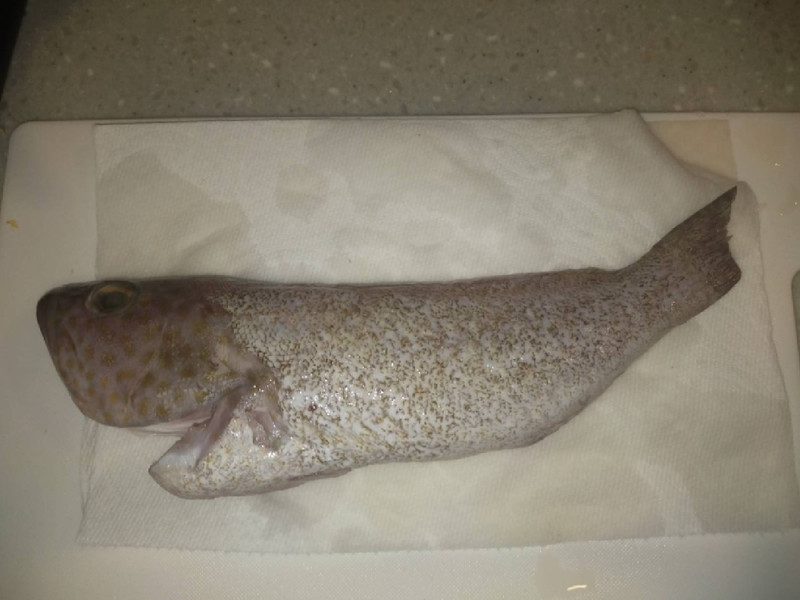 質問に添付された魚の写真