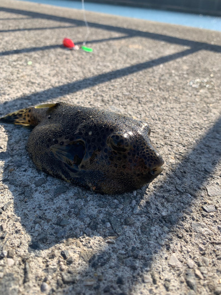 質問に添付された魚の写真