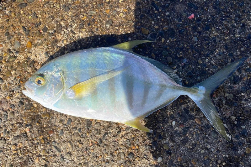 質問に添付された魚の写真