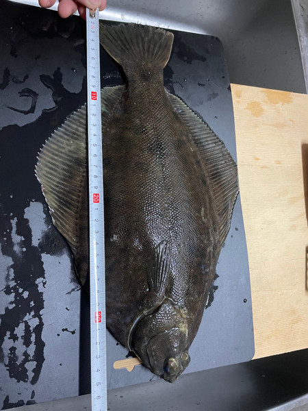 質問に添付された魚の写真