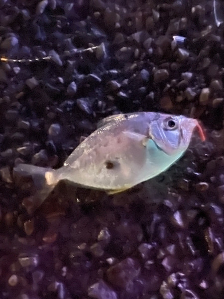 質問に添付された魚の写真