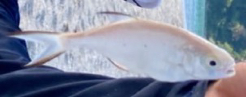 質問に添付された魚の写真