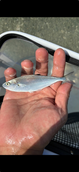 質問に添付された魚の写真