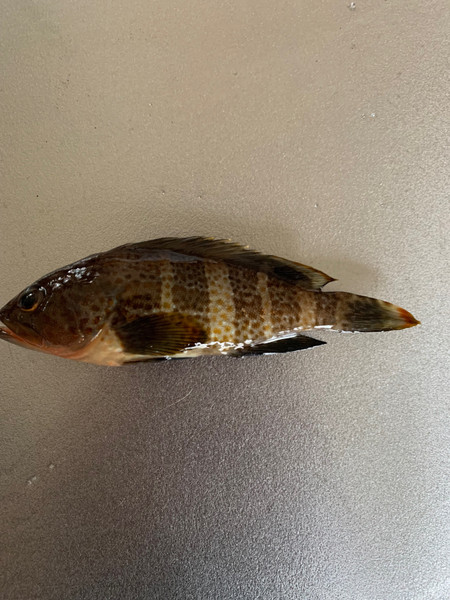 質問に添付された魚の写真