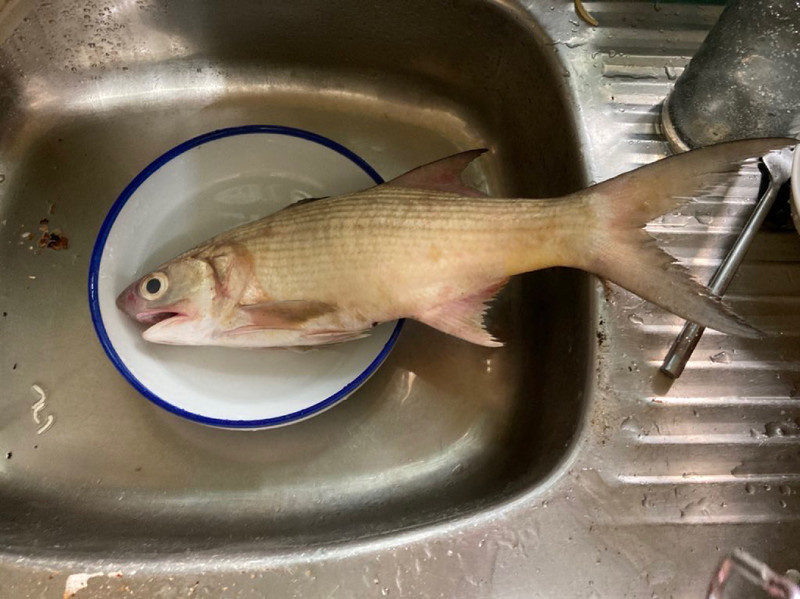 質問に添付された魚の写真