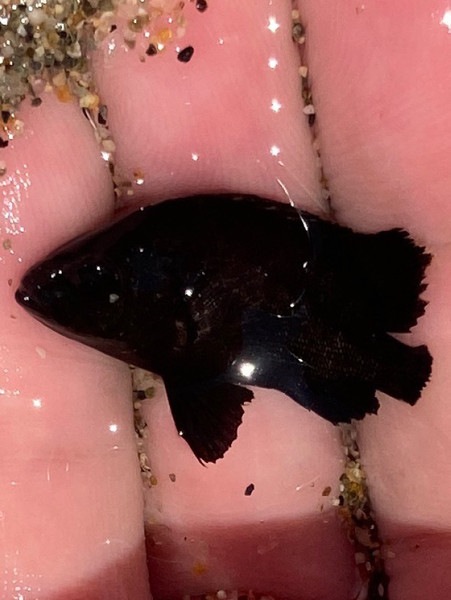 質問に添付された魚の写真