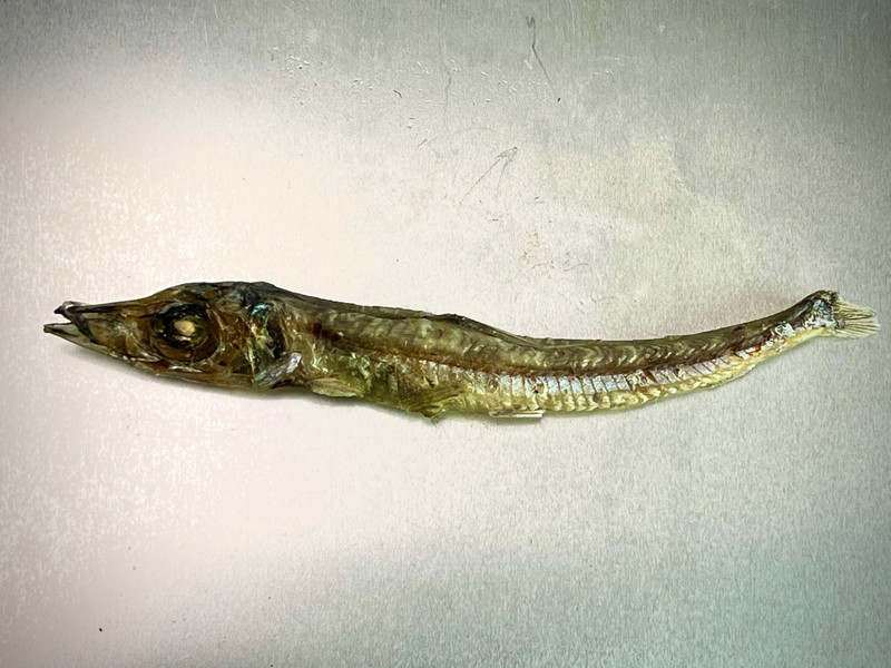 質問に添付された魚の写真