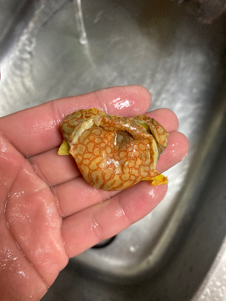 質問に添付された魚の写真