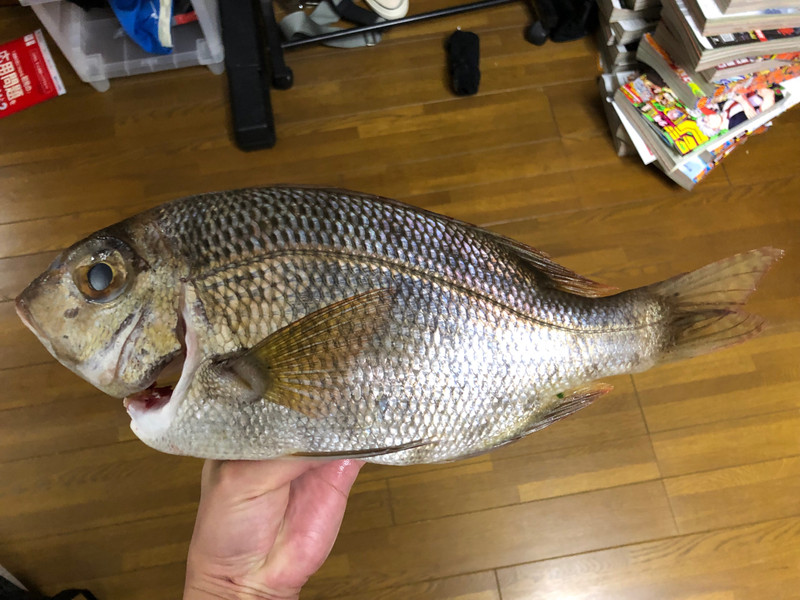 質問に添付された魚の写真