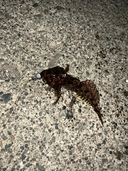 質問に添付された魚の写真