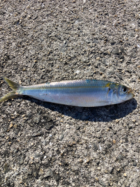 質問に添付された魚の写真