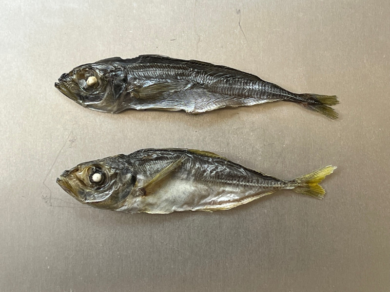 質問に添付された魚の写真