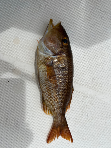 質問に添付された魚の写真
