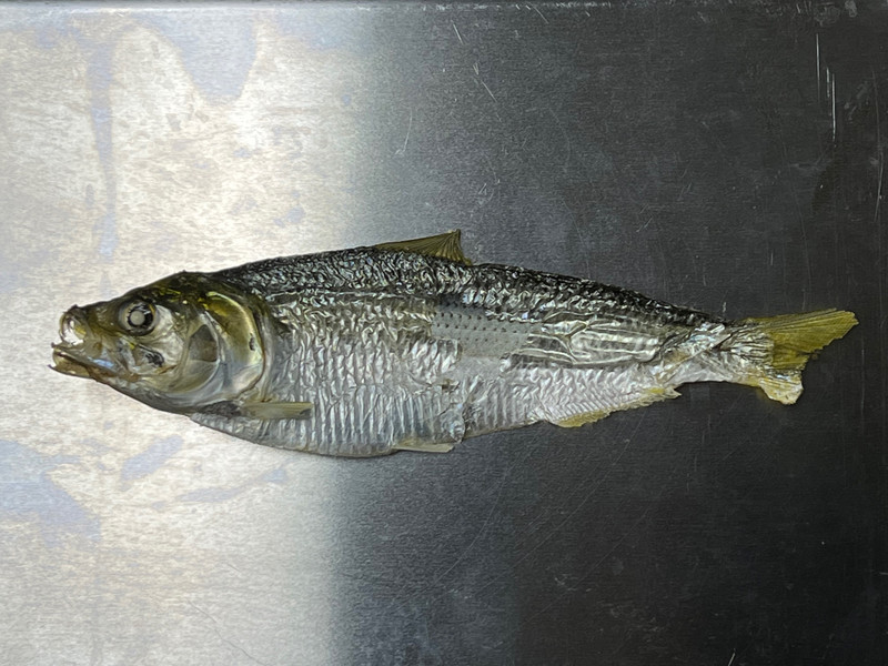 質問に添付された魚の写真