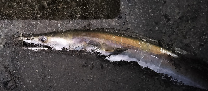 質問に添付された魚の写真
