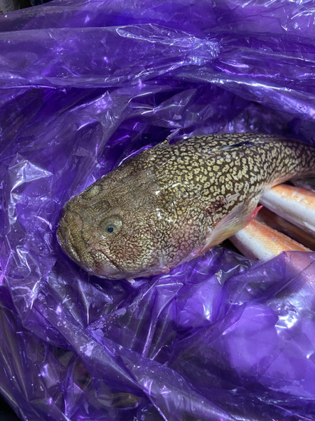 質問に添付された魚の写真