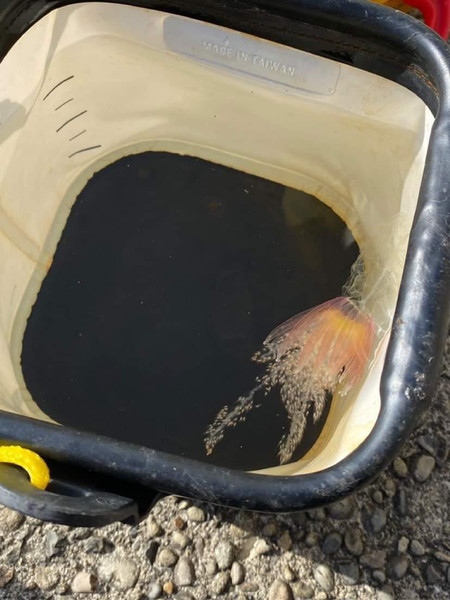 質問に添付された魚の写真