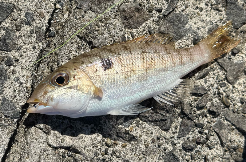 質問に添付された魚の写真