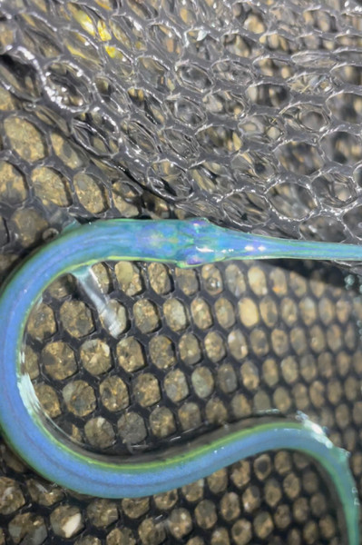 質問に添付された魚の写真