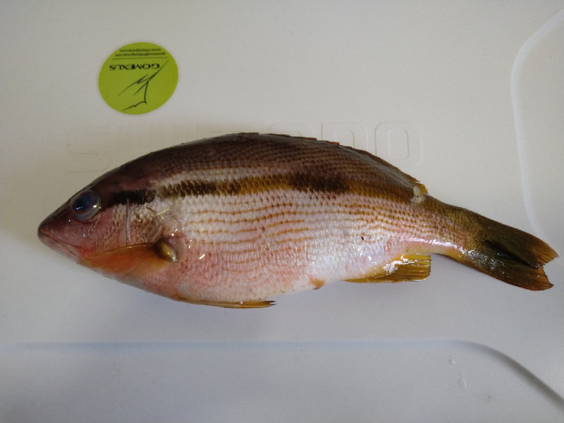 質問に添付された魚の写真