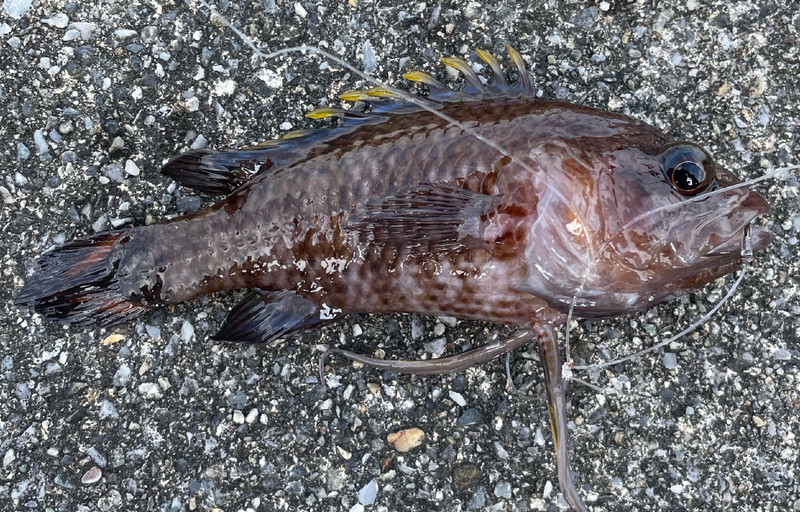質問に添付された魚の写真