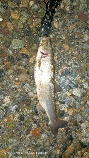質問に添付された魚の写真