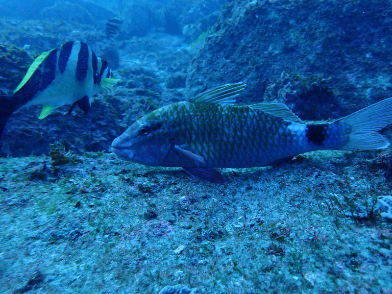 質問に添付された魚の写真