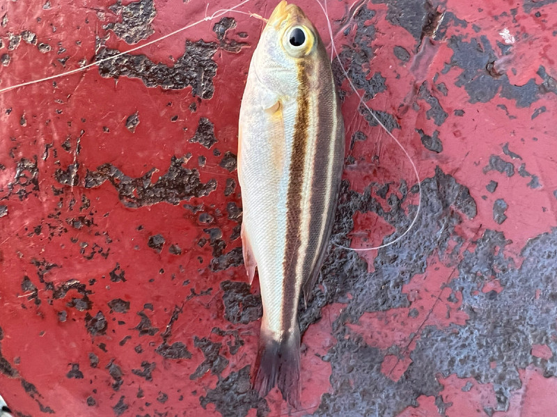 質問に添付された魚の写真