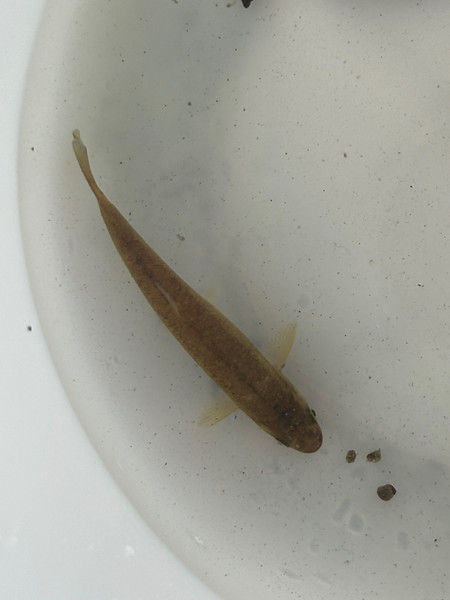 質問に添付された魚の写真