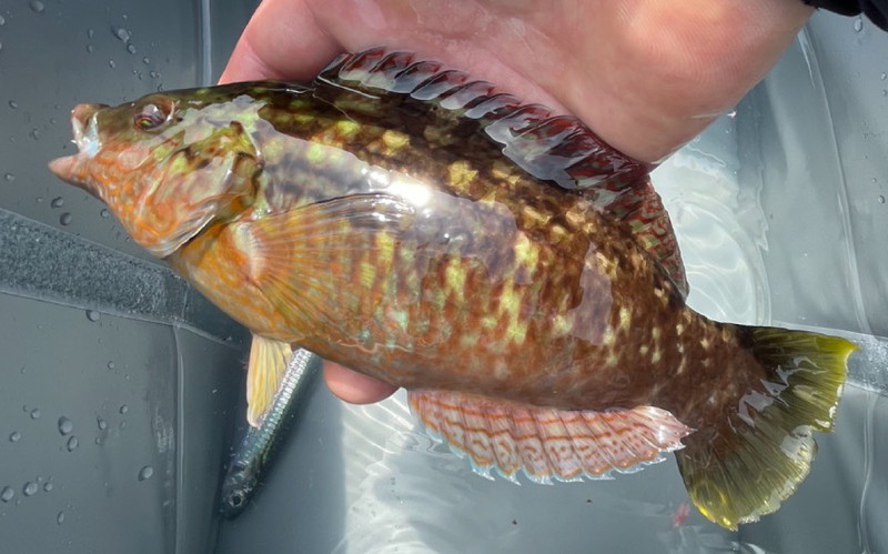 質問に添付された魚の写真