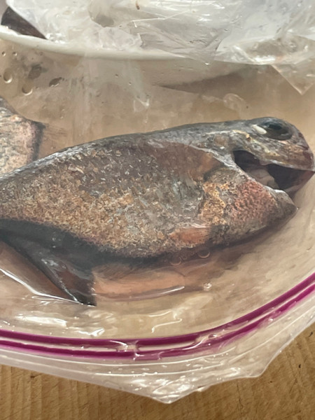 質問に添付された魚の写真