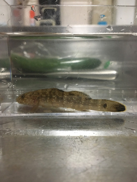 質問に添付された魚の写真