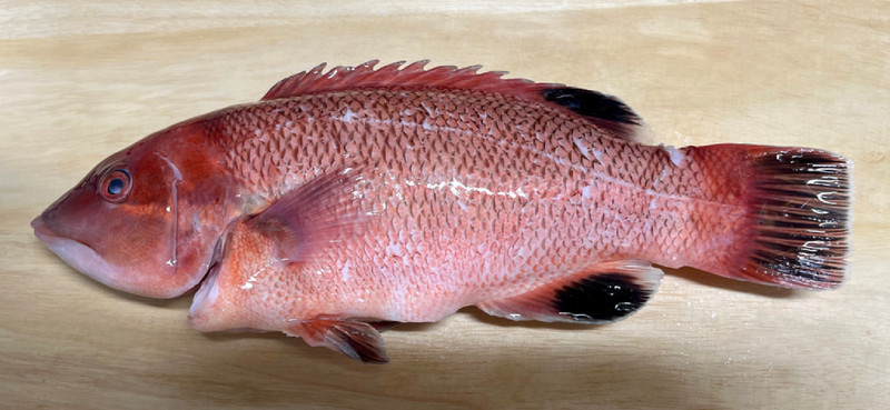 質問に添付された魚の写真