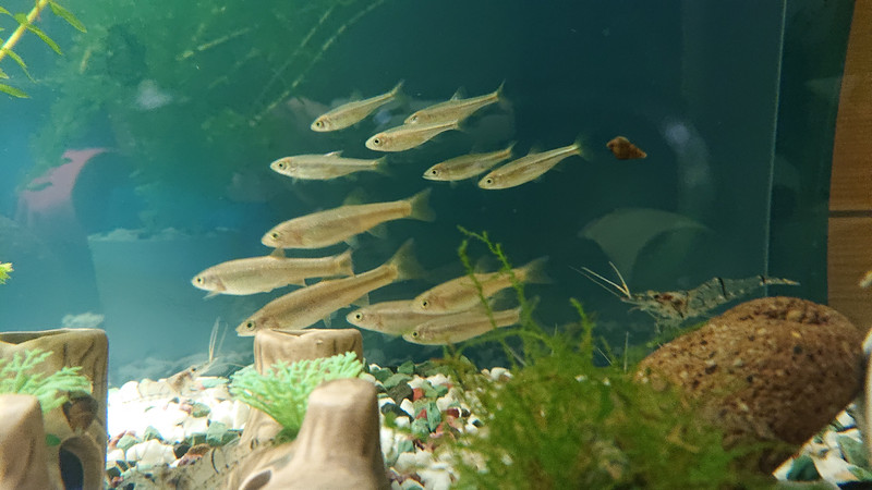 質問に添付された魚の写真