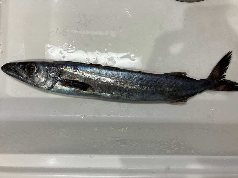 質問に添付された魚の写真