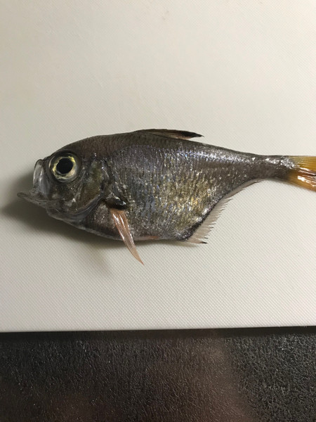 質問に添付された魚の写真