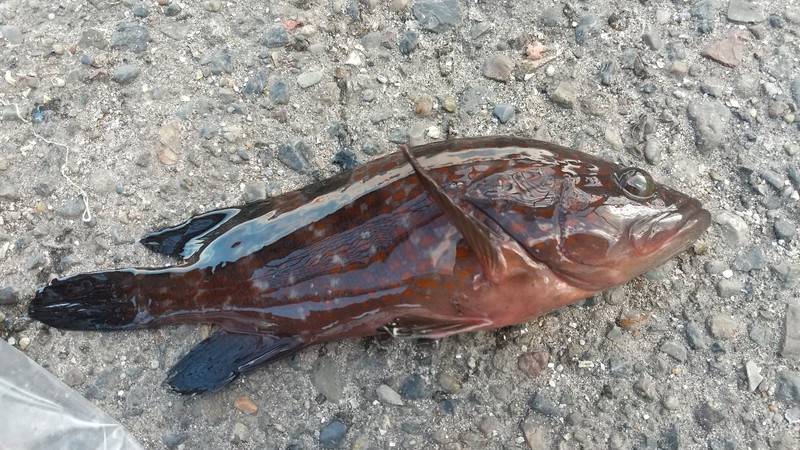 質問に添付された魚の写真