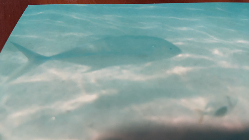 質問に添付された魚の写真