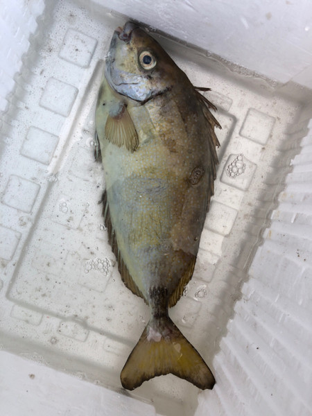 質問に添付された魚の写真