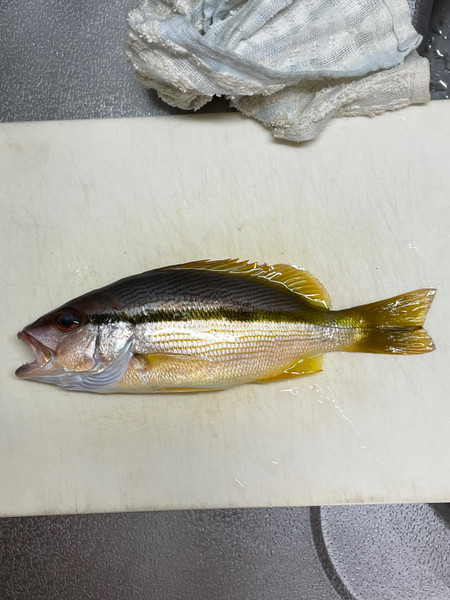 質問に添付された魚の写真