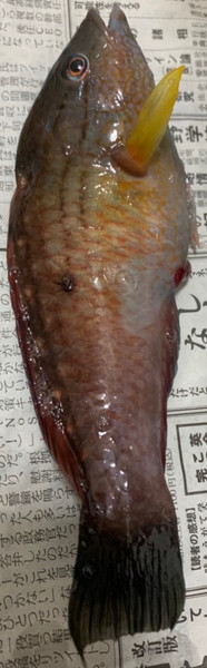 質問に添付された魚の写真