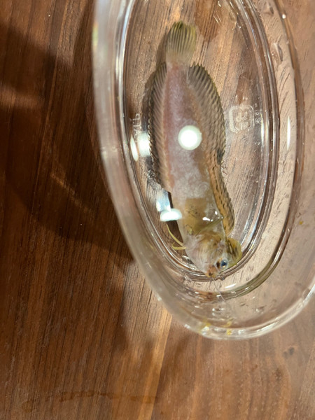 質問に添付された魚の写真