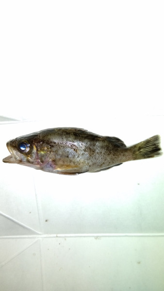 質問に添付された魚の写真