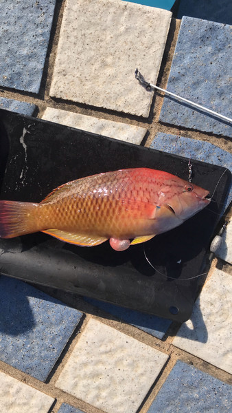 質問に添付された魚の写真