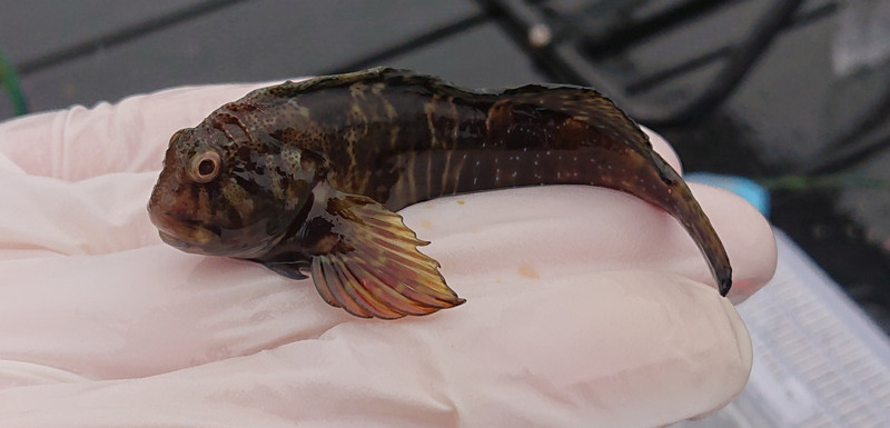 質問に添付された魚の写真