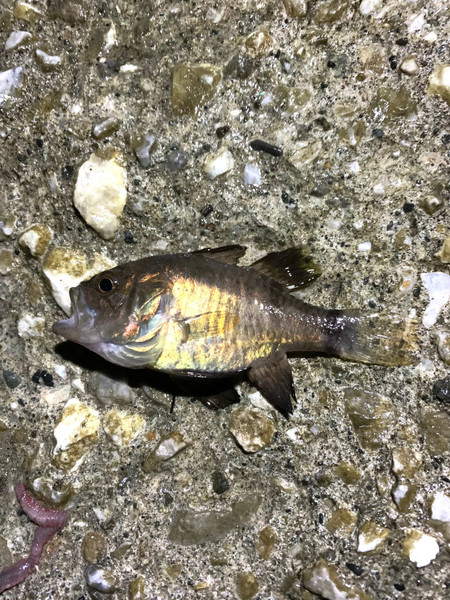 質問に添付された魚の写真