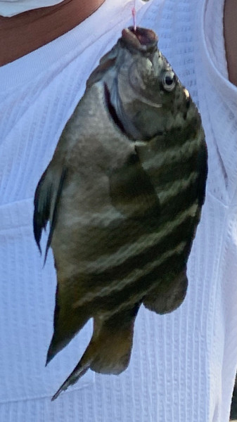 質問に添付された魚の写真