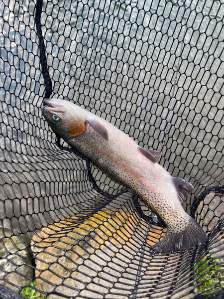 質問に添付された魚の写真