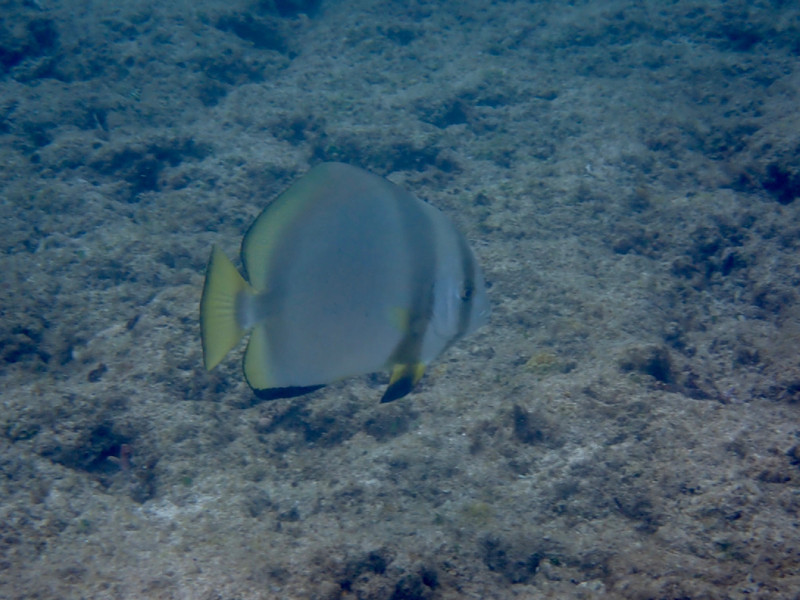 質問に添付された魚の写真