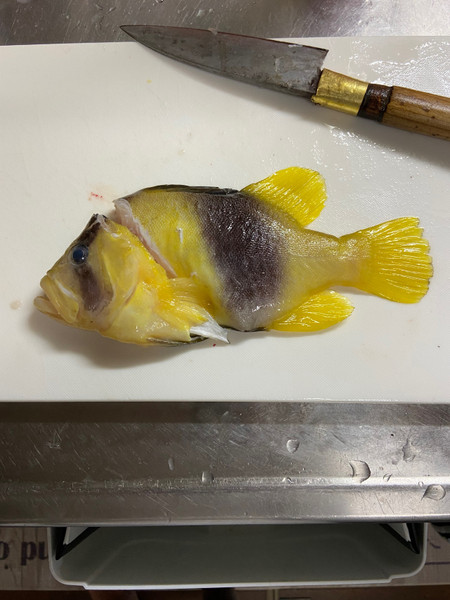 質問に添付された魚の写真